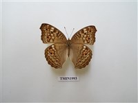 藏品(波紋眼蛺蝶)的圖片